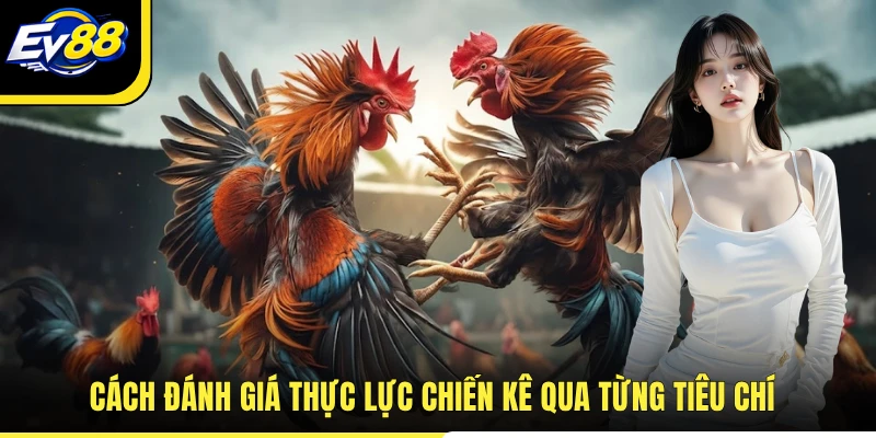 Cách đánh giá thực lực chiến kê qua từng tiêu chí