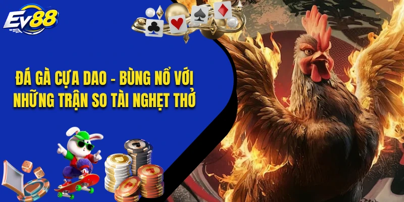 Đá Gà Cựa Dao - Bùng Nổ Với Những Trận So Tài Nghẹt Thở