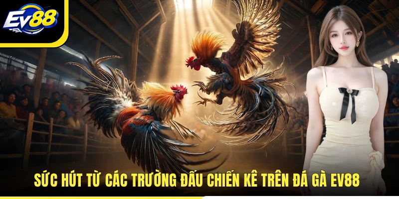 Sức hút từ các trường đấu chiến kê trên đá gà EV88