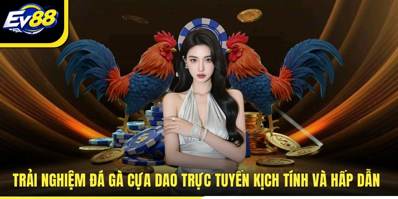 Trải nghiệm đá gà cựa dao trực tuyến kịch tính và hấp dẫn