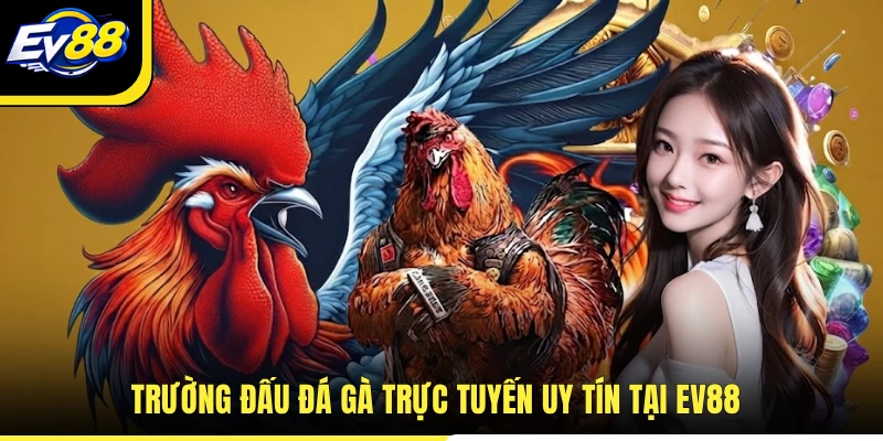 Trường đấu đá gà trực tuyến uy tín tại EV88