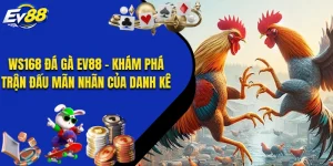 WS168 Đá Gà EV88 - Khám Phá Trận Đấu Mãn Nhãn Của Danh Kê